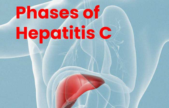 Phases of Hepatitis C