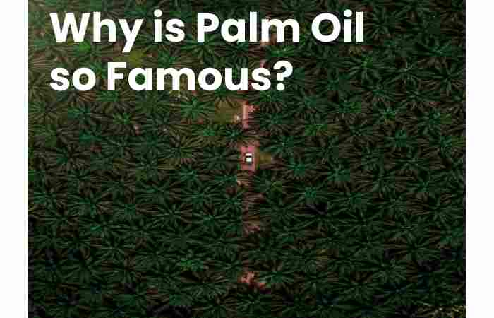 Why is Palm Oil so Famous?