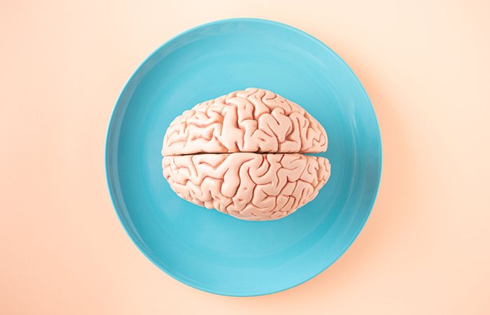 A human brain model placed on a blue plate, viewed from above against a pastel background.