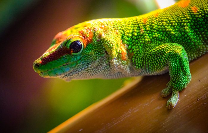 Vibrant image of a green gecko showcasing its textured skin on a bamboo branch.